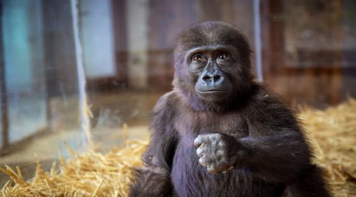 Bebek goril Zeytin dünya medyasında.