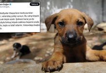 Bir ‘Gazeteci’nin sokak hayvanları paylaşımı; ‘Vatandaş çekip vursun!’