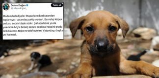 Bir ‘Gazeteci’nin sokak hayvanları paylaşımı; ‘Vatandaş çekip vursun!’