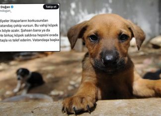 Bir ‘Gazeteci’nin sokak hayvanları paylaşımı; ‘Vatandaş çekip vursun!’