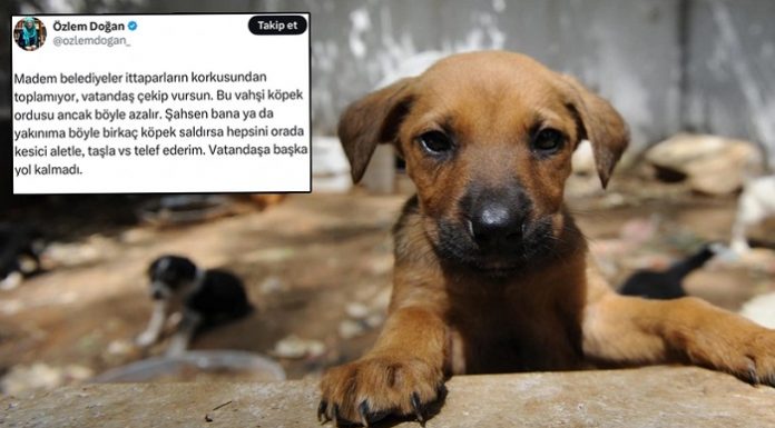 Bir ‘Gazeteci’nin sokak hayvanları paylaşımı; ‘Vatandaş çekip vursun!’