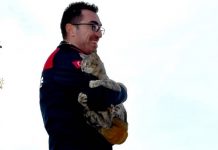 Ağaçta mahsur kalan kedi, kendisini kurtaran itfaiyeciye sarıldı, kucağından inmek istemedi