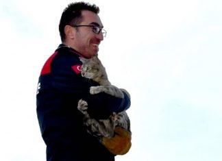 Ağaçta mahsur kalan kedi, kendisini kurtaran itfaiyeciye sarıldı, kucağından inmek istemedi