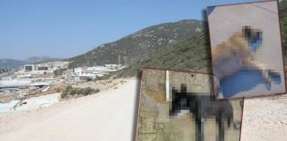 Vahşetin adresi Bodrum: Kedi ve köpekleri zehirleyerek katlettiler!