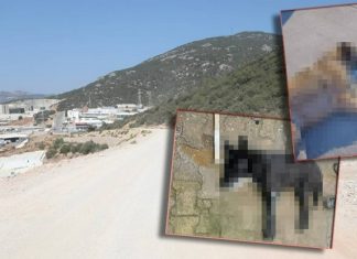 Vahşetin adresi Bodrum: Kedi ve köpekleri zehirleyerek katlettiler!