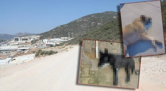 Vahşetin adresi Bodrum: Kedi ve köpekleri zehirleyerek katlettiler!