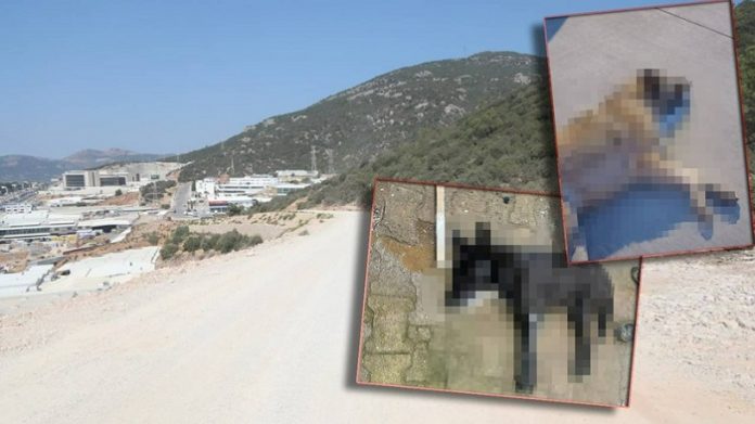 bodrum kedi köpek zehirlenmesi