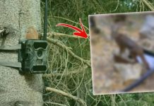 Nesli tükeniyor. Hiç tahmin edilemeyen yerde, Burdur’da foto kapana yakalandı