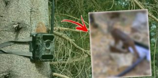 Nesli tükeniyor. Hiç tahmin edilemeyen yerde, Burdur’da foto kapana yakalandı