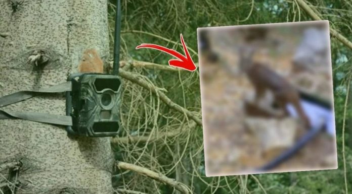 Nesli tükeniyor. Hiç tahmin edilemeyen yerde, Burdur’da foto kapana yakalandı