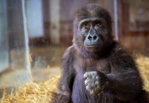 Anket sonuçlandı; gorilin ismi belli oldu!