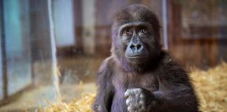 Anket sonuçlandı; gorilin ismi belli oldu!