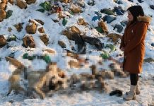İnsanlık dışı. Hakkari’de onlarca köpek ölü bulundu!