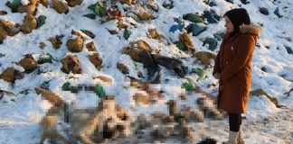 İnsanlık dışı. Hakkari’de onlarca köpek ölü bulundu!