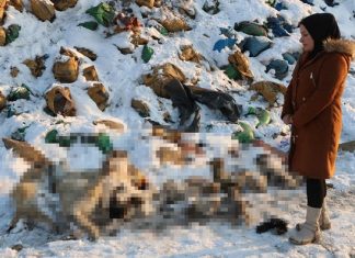 İnsanlık dışı. Hakkari’de onlarca köpek ölü bulundu!