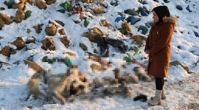 İnsanlık dışı. Hakkari’de onlarca köpek ölü bulundu!