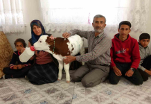 🎥Aynı evde kalıp altını bezliyor, biberonla besliyorlar. Erken doğan buzağı, ailenin ferdi oldu