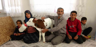 🎥Aynı evde kalıp altını bezliyor, biberonla besliyorlar. Erken doğan buzağı, ailenin ferdi oldu