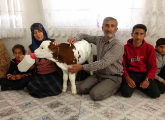 🎥Aynı evde kalıp altını bezliyor, biberonla besliyorlar. Erken doğan buzağı, ailenin ferdi oldu