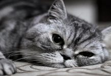 Kedinizde bu belirtileri görürseniz aman göz ardı etmeyin. Hasta olabilirler