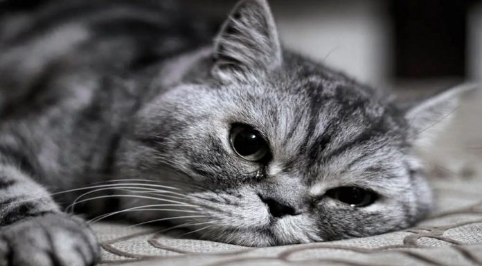 Kedinizde bu belirtileri görürseniz aman göz ardı etmeyin. Hasta olabilirler