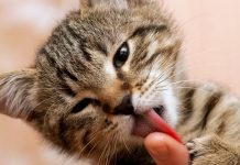 Kediler Sahiplerini Neden Yalar?