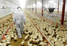 Japonya’da kuş gribi: Öldürülen tavuk sayısı 1,7 milyona ulaştı!