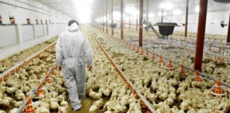 Japonya’da kuş gribi: Öldürülen tavuk sayısı 1,7 milyona ulaştı!