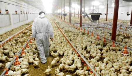 v2kugribi_1736239115