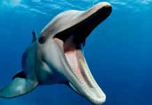 Bilimsel Araştırma/Yunuslar, sadece kulaklarıyla değil, dişleriyle de duyuyorlar