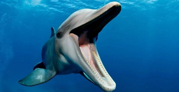 Bilimsel Araştırma/Yunuslar, sadece kulaklarıyla değil, dişleriyle de duyuyorlar