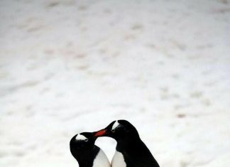 Partnerlerini terk eden penguenlerin, üreme başarısının düştüğü tespit edildi.
