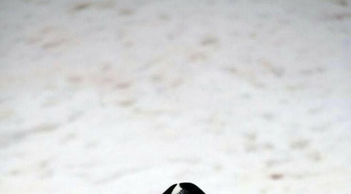 Partnerlerini terk eden penguenlerin, üreme başarısının düştüğü tespit edildi.