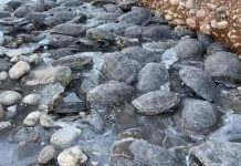 Suyu kesilen derede 316 kaplumbağa mahsur kaldı