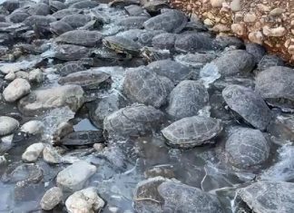 Suyu kesilen derede 316 kaplumbağa mahsur kaldı