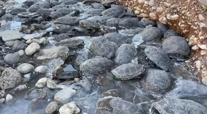 Suyu kesilen derede 316 kaplumbağa mahsur kaldı