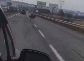 Deve kuşu firarda!