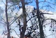 Antalya’da Milli Park’ta orman yangını!