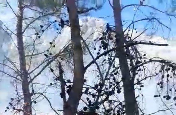 Antalya’da Milli Park’ta orman yangını!