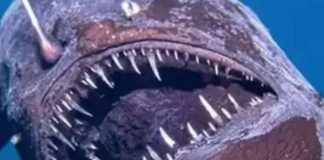 2000 metre derinliklerde yaşıyor. ‘Kara deniz şeytanı’ ilk kez yüzeyde görüntülendi