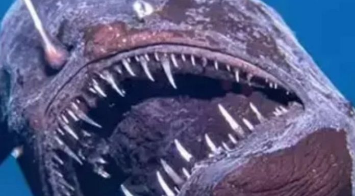 2000 metre derinliklerde yaşıyor. ‘Kara deniz şeytanı’ ilk kez yüzeyde görüntülendi