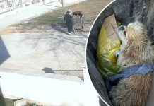 🎥İnsanlık dışı. Köpeğin ayaklarını bağlayıp, çöpe attı!