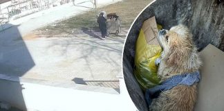 🎥İnsanlık dışı. Köpeğin ayaklarını bağlayıp, çöpe attı!
