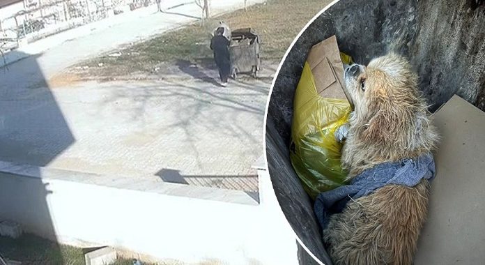 🎥İnsanlık dışı. Köpeğin ayaklarını bağlayıp, çöpe attı!