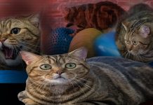 🎥Pilates ve yüzme işe yaradı. Obez kedi Simba, iki kilo verdi!