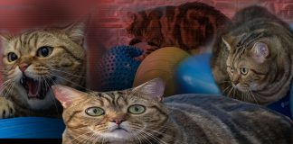 🎥Pilates ve yüzme işe yaradı. Obez kedi Simba, iki kilo verdi!