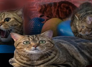 🎥Pilates ve yüzme işe yaradı. Obez kedi Simba, iki kilo verdi!
