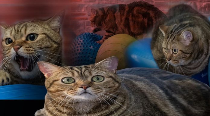 🎥Pilates ve yüzme işe yaradı. Obez kedi Simba, iki kilo verdi!