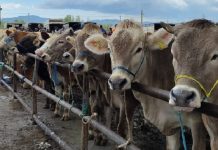 Şap kabusu; Iğdır’da hayvan pazarı kapatıldı