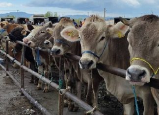 Şap kabusu; Iğdır’da hayvan pazarı kapatıldı